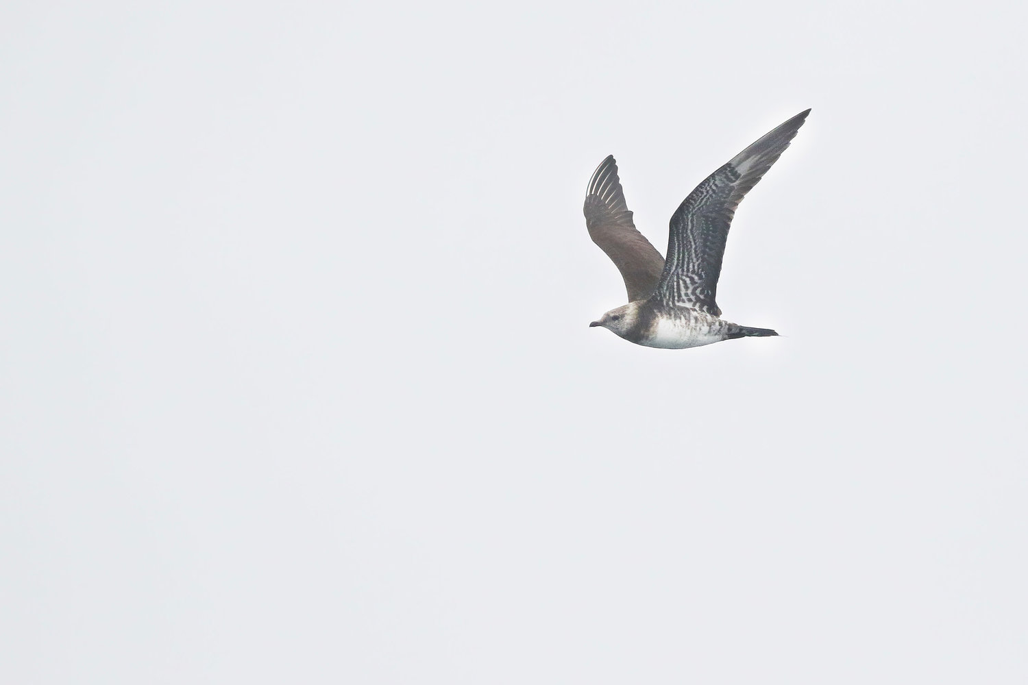 Parasitic Jaeger - can be found in South Puget Sound